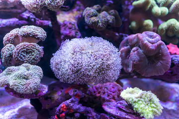 Coral Reef in Sunlightmarine aquarium.