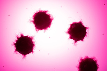 Coronavirus image | wuhan virus