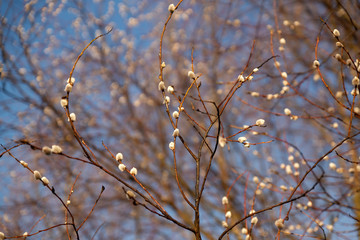 Amazing flowering pussy willow branches close up. Blooming willow and blue sky on background. Easter time.