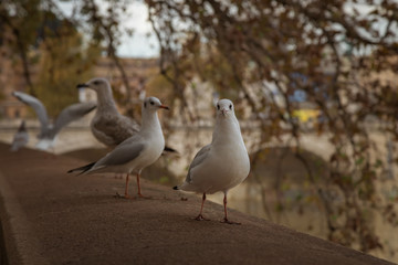 Sea gulls sitting on the embankment of the Tiber river in Rome, Italy