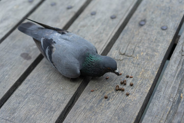 Asian Pigeons bird eating Grain food