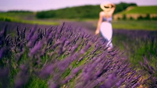 Slow motion video of girl tourist walking near rows with purple lavandula in provence village, female traveller enjoying leisure time in rural field with violet flowers
