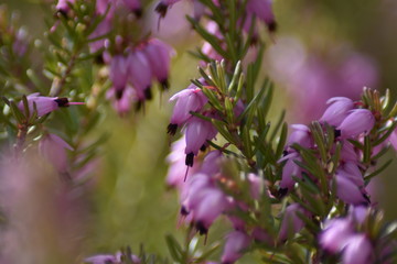 Blühende Schneeheide (Erica carnea)