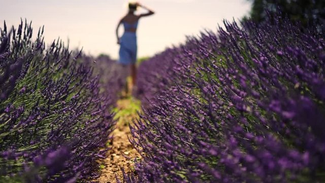 Slow motion video of female tourist in sundress running on lavender field enjoying trip to France and exploring village environment, woman on lavandula rows