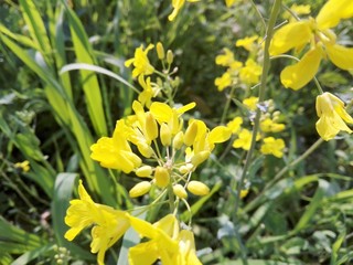yellow flowers