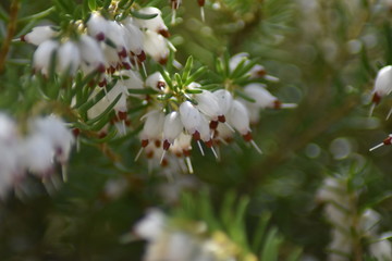 Blühende Schneeheide (Erica carnea)