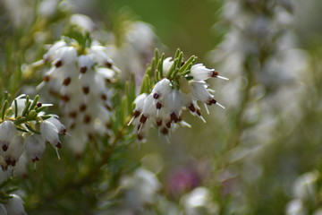 Schneeheide (Erica carnea)