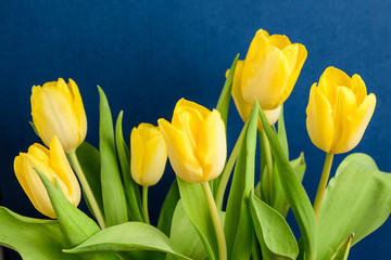 Side view of many small vivid yellow tulip flowers and green leaves on a dark blue studio paper, beautiful indoor floral background photographed with small focus