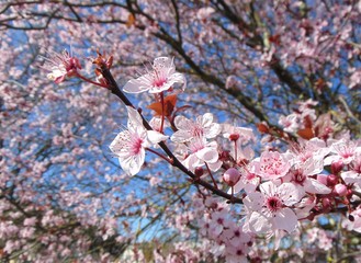 Cherry blossom on background of blue sky. Pink flowers on a blossom tree in spring, close-up. Tree branch with flowers against a blue sky. Natural background.
