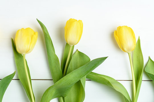 Top view of three small vivid yellow tulip flowers and green leaves on a white painted wooden table, beautiful indoor floral background photographed with small focus