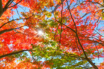 view from below of red and green maple tree with blue sky in garden in autumn season at tokyo, Japan, sunlight effect, landscape, nature background, travel concept