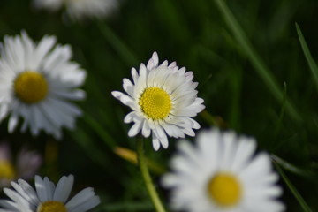 Gänseblümchen (Bellis perennis)