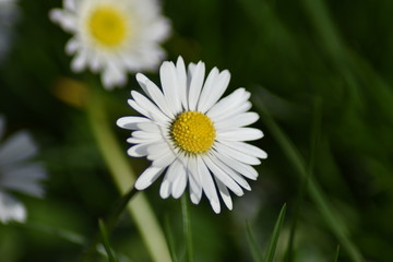 G&auml;nsebl&uuml;mchen (Bellis perennis)