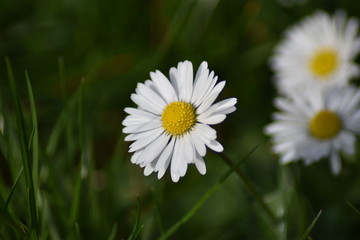 Obraz premium Gänseblümchen (Bellis perennis)