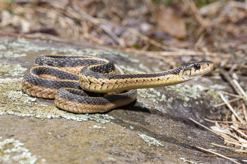 Eastern garter snake basking in the sun - Thamnophis sirtalis