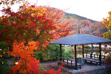 紅葉