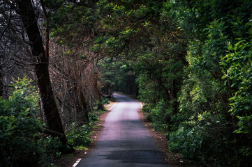 Obraz premium Road to Kinnakkorai, Tamil Nadu