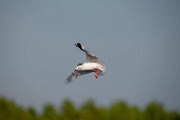 Beautiful of Brown-headed gull flying