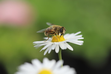 Bee on a daisy flower