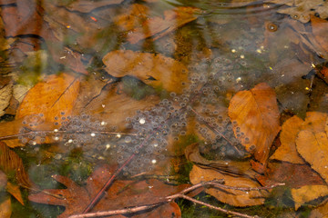 Jefferson salamander - Ambystoma jeffersonianum