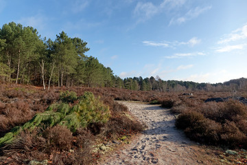 Fototapeta na wymiar heaters and hiking path in the Vallée chaude plateau. Fontainebleau forest
