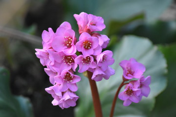 Blüten einer Bergenie (Bergenia)
