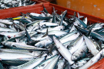 venta en la lonja del puerto de caballa recien pescada en sus cajas, Scomber scombrus