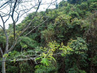 Aerial view of tropical forest in spring