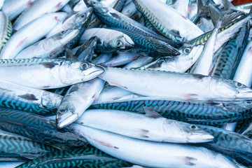 sale at the port fish market of freshly caught mackerel in their boxes, Scomber scombrus
