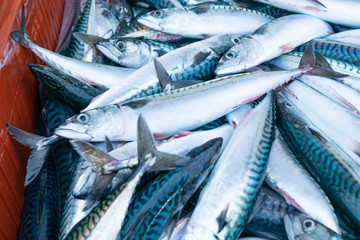sale at the port fish market of freshly caught mackerel in their boxes, Scomber scombrus