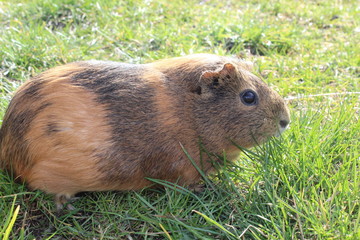 Guinea pig in the grass.