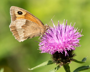 Meadow Brown Butterfly