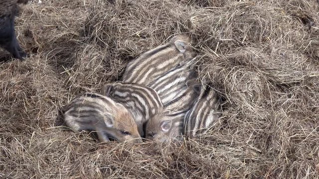 Frischlinge und Bache, viele kleine junge Wildschweine im Stroh