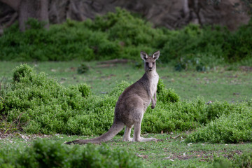 Kangaroo in green bush land