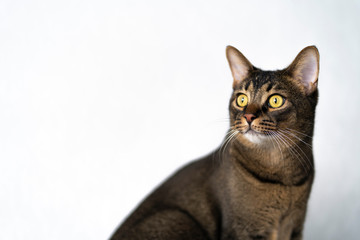 Funny playful beautiful cat lies on a pedestal and watches big eyes for the toy. Abyssinian breed of pet