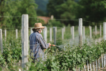 Man with hat or vintner spraying pesticides on vineyard. Working at farm in agriculture or...