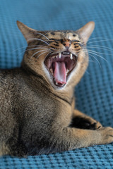 A calm fat brown cat yawns on a blue background. The relax of a pet. The concept of hygge and lagom