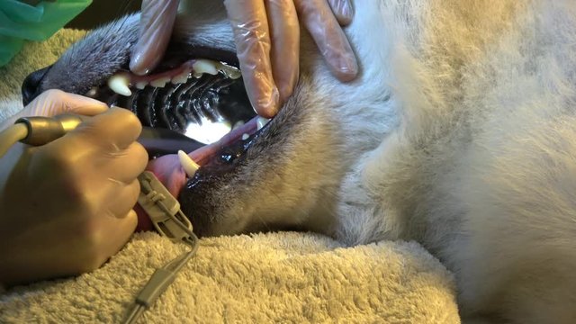 ein Zahnarzt entfernt bei einem Hund (Akita Inu) Zahnstein 