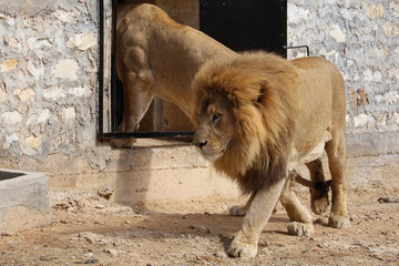 Two lions play together at Tunis Zoo