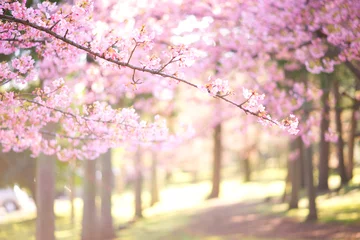 Poster Heldere kersenbloesem foto Japanse landschap kersenbloesem © MIKI Photography