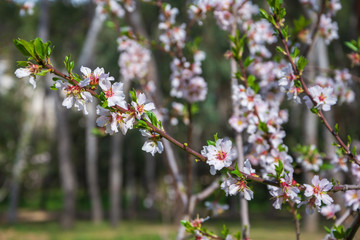 Close-up of blossoming almond branches on background of defocused trees in Madrid, Spain. Horizontally with copy space