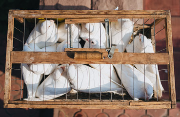 Fototapeta na wymiar Beautiful birds locked up. White domestic pigeons sit in a makeshift wooden cage. Photography, concept. Wedding surprise. Imprisonment.