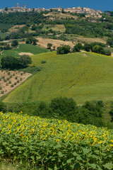 Rural landscape near Monterubbiano, Marches, Italy