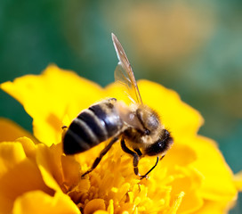 bee on flower