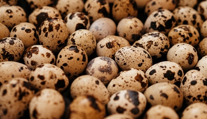 Obraz premium many quail eggs, easter pattern. selective focus, film and grain photo