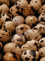 Fototapeta premium many quail eggs, easter pattern. selective focus, film and grain photo