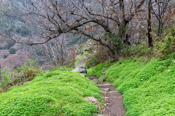 Obraz premium View over a stone paved levada (nuns path) from Eira do Serrado to to the Valley of the Nuns on Madeira Portugal