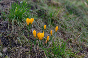 yellow crocuses, saffron bloom in bright yellow in the middle of a sunny meadow in the park in early spring
