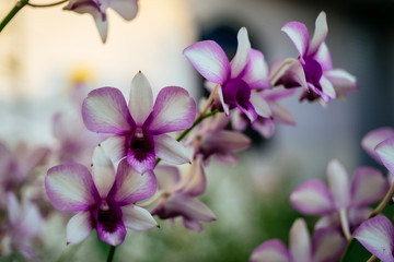 Naklejka na ściany i meble Vietnam Orchids