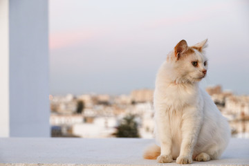 Superb cat on the rooftops of Tunis